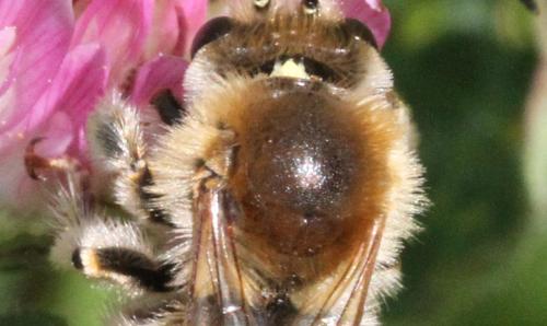 Réf. 324 151 : Eucera sp.